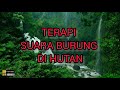 TERAPI AIR BURUNG MACET BUNYI Suara Burung Di Hutan