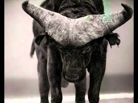 The Unknown Cases - Masimba Bele