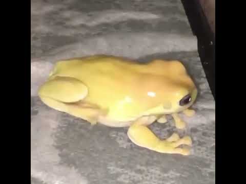 Sometimes frogs make odd sounds.