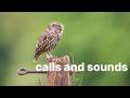 Little Owl Calls And Sounds Identify By Listening