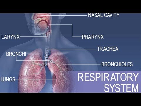 Anatomy and physiology of Respiratory system