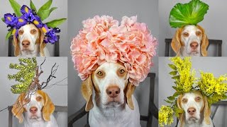Maymo Dog Balances 50+ Flowers & Plants on Head