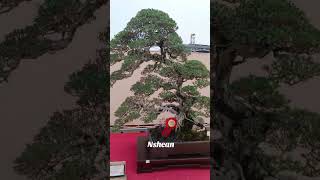 Download lagu Bonsai santigi (pemphis acidula) Best Ten di kelas utama pamnas bonsai bogor 2025 #bonsai mp3 Download lagu Bonsai santigi (pemphis acidula) Best Ten di kelas utama pamnas bonsai bogor 2025 #bonsai mp3