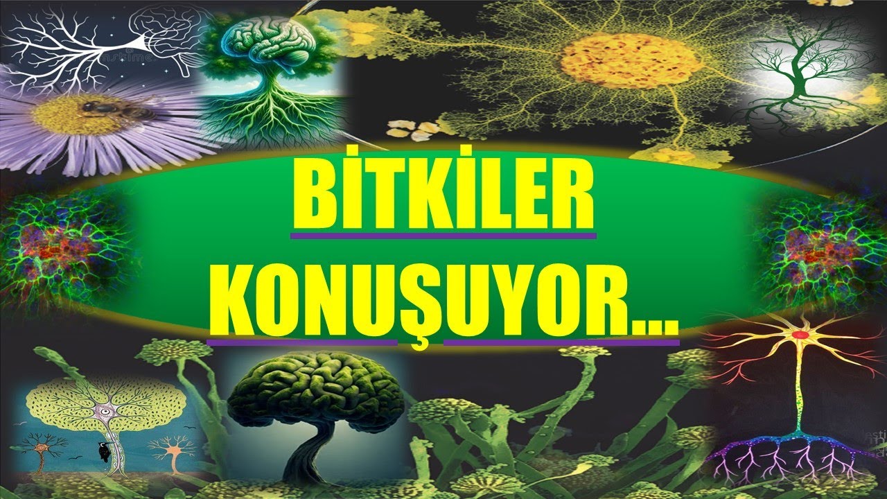 BİTKİLER KONUŞUYOR...