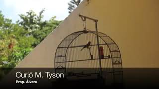 CURIÓ M.TYSON - PARDO
