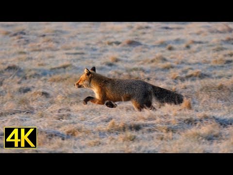Rotfuchs (red fox)  im Nationalpark Unteres Odertal [4K]