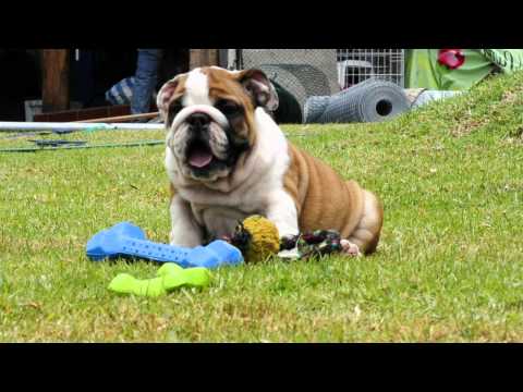 Mauiexpo's Our Mondo English bulldog puppy for sale