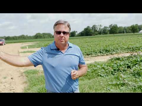 , title : 'Weed Management in Sweet Potato (Donnie Miller)'