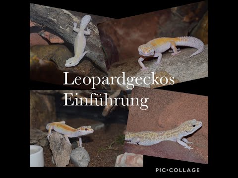 Leopardgeckos (Teil 1) - Einführung
