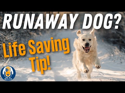 Catch Your Runaway Dog! Stop Chasing And Do This In An Emergency