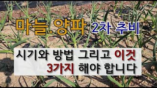 마늘 양파 2차추비 시기와 방법 그리고 이것 3가지 해야 합니다. #마늘 양파 2차추비 #마늘 양파 굵게 키…