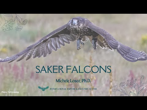 Learn about Saker Falcons — An Endangered Species