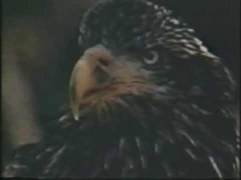 Videoclip de Aguila dorada (Águia dourada) — Roberto Carlos