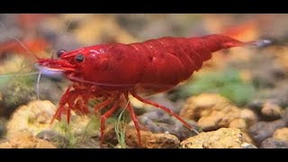 Neocaridina Davidi var. Red Fire