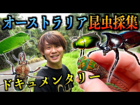 最も目立たない昆虫の科は最も種が豊富である