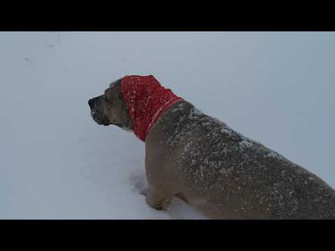 Auntie Kathies Rescue Tails @ YouTube video.