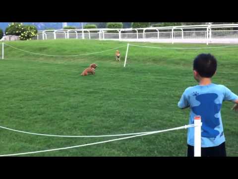 狩獵的季節開始了(原發表者:樂天)(影片)