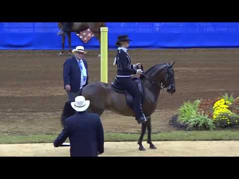 2017 Paso Fino Nationals - Fino Amateur Owner Fillies 4 Years - HERMOSA DE LA TIERRA