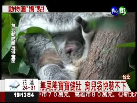 動物園生力軍 懶猴.無尾熊添新血