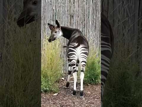 اغرب 6 حيوانات تحس انها متجمعة من حيوانات تانية! والاخير جاى من عصر الديناصورات😱 #shorts
