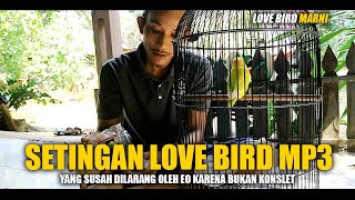 Download lagu Cara Mencetak Love Bird MP3 mp3