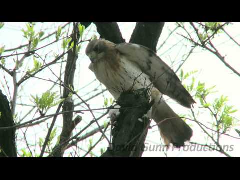 Red-Tailed Hawk- Ryerson University