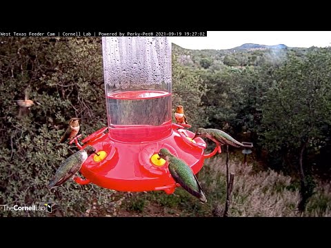 Late Evening Hummingbird Frenzy In West Texas – Sept. 19, 2021