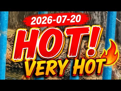 🥵 2026-07-20 | EXTREME HEAT in Japan! ☀️ Punch Kun, Wake Up! 🐵💦