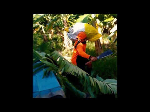 E TAFE AI LE ISUPE by: Sinapi Logovii - Dr. Rome Production (New Samoan song 2022)