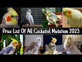 Price List of all Cockatiel Mutation 2023