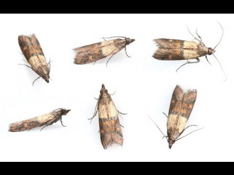 download lagu mp3 mp4 Do Pantry Moths Eat Sugar, download lagu Do Pantry Moths Eat Sugar gratis, unduh video klip Do Pantry Moths Eat Sugar