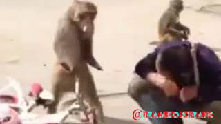 Download lagu Cuplikan Rambo serang ! Video Lucu Bikin ngakak mp3