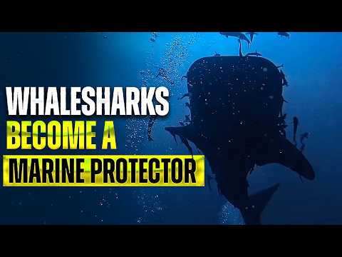 Become A Marine Protector: Whaleshark Internship Guide In Thailand | BlackTurtleDive.com