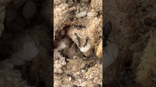 Download lagu Whats that whitish color? #ants #antsinaction #antscolony #pestcontrol #entomologist mp3 Download lagu Whats that whitish color? #ants #antsinaction #antscolony #pestcontrol #entomologist mp3