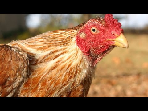 Sweater Asil Kelso Xavier Rodriguez Chilango's Farm 🇺🇸 🇲🇽