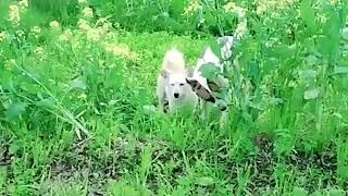 Baby Girl Is Being Raised By Six German Shepherds | The Dodos, IEW