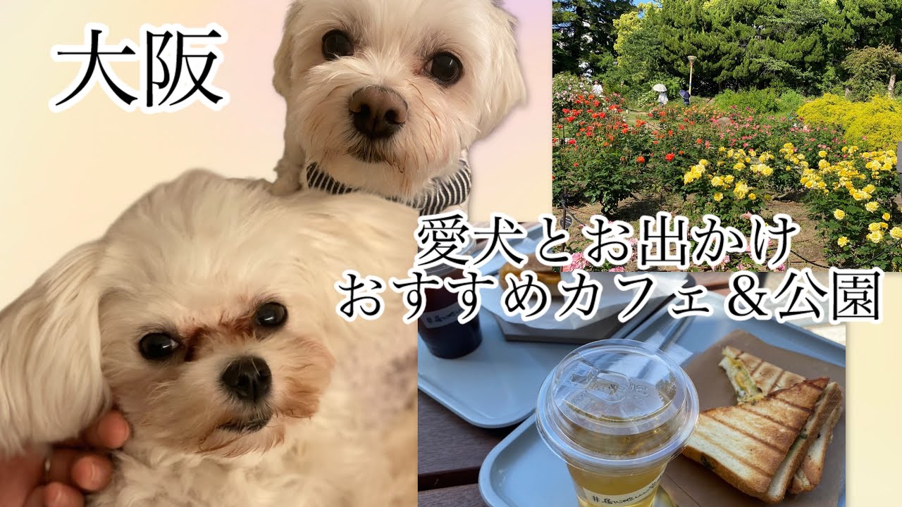 【大阪】【靭本町】愛犬と一緒に行けるカフェ＆公園