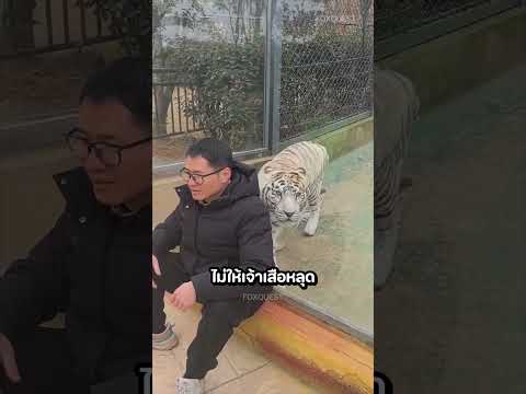 เจ้าเสือสุดเป็นมิตรที่แอบเข้ามาตอนถ่ายรูป 🐯😂