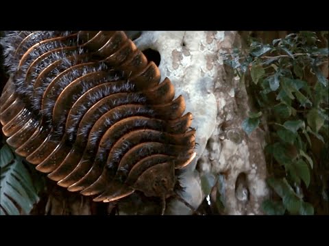 Arthropleura - Der Größte Gliederfüßer Aller Zeiten / Dokumentation