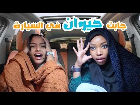 يوم كامل في السيارة مع سمسم | خلتني اندم !