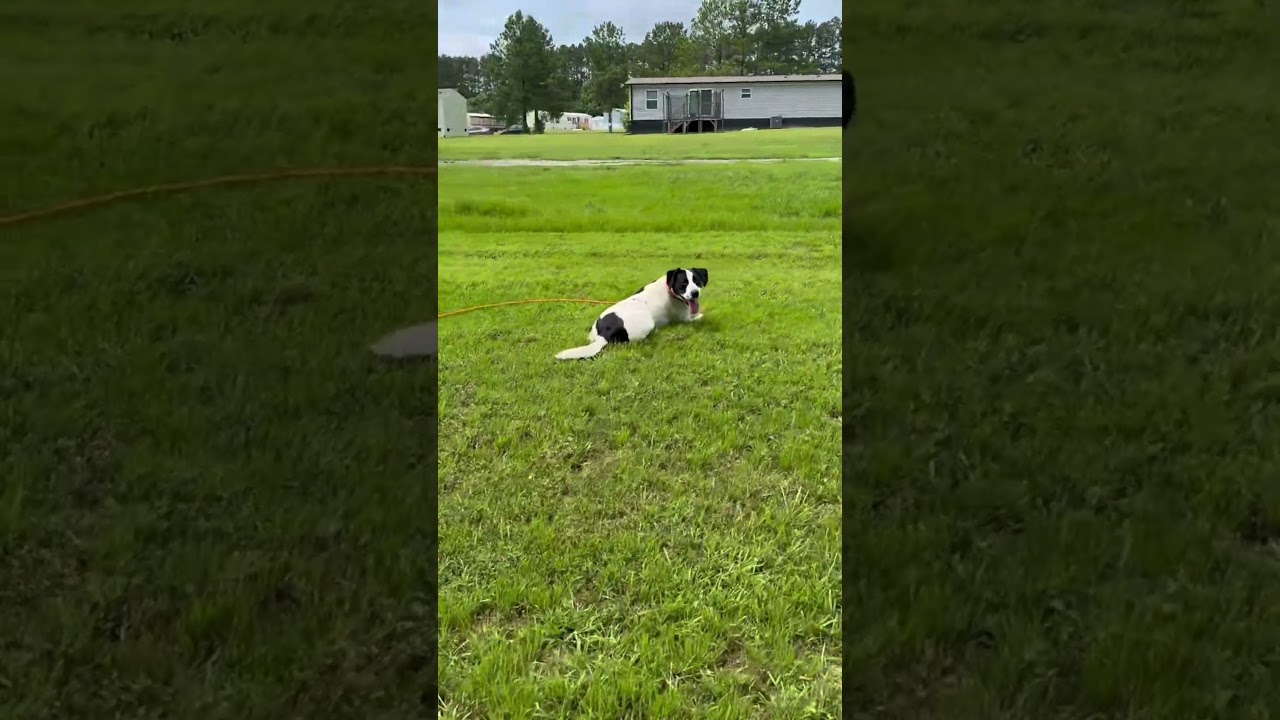 Enlarge Ralphie (Cow A Bunga), a Adoptable mixed breed in Clinton, SC video 6/6