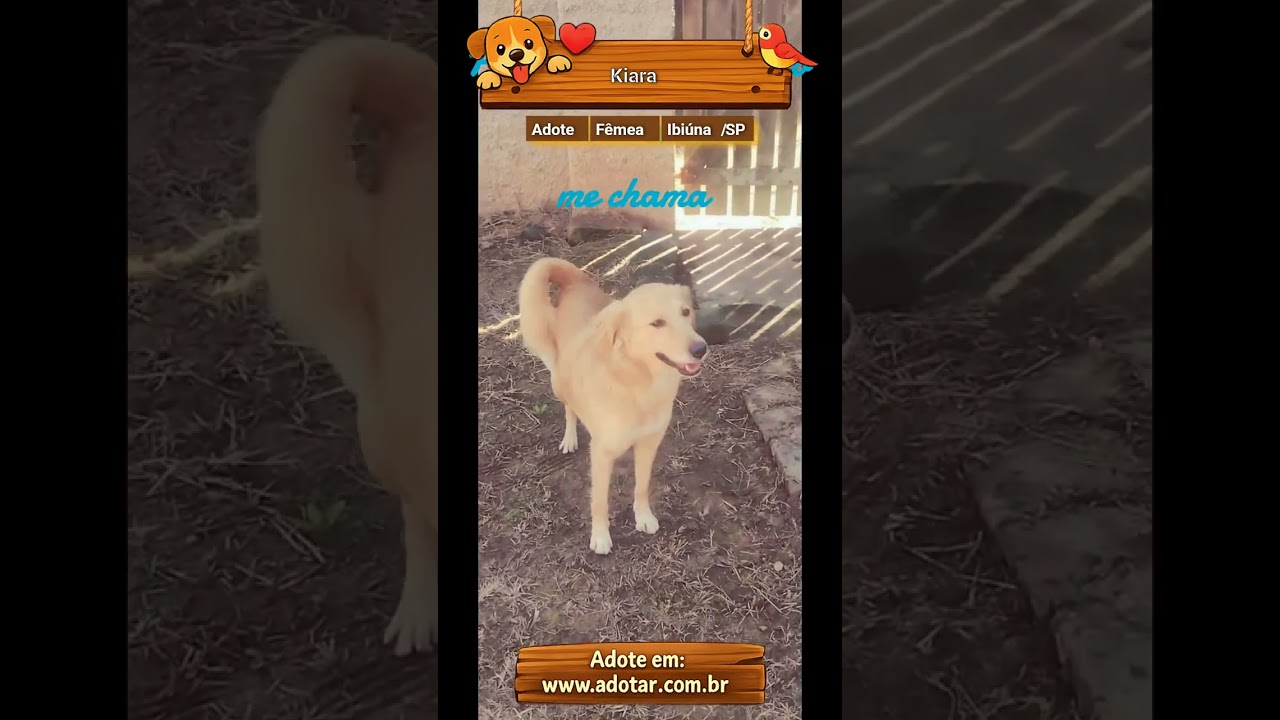 Cachorro raça SRD-ViraLata idade 2 anos nome Kiara