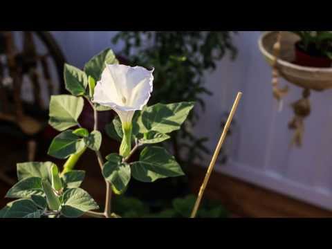 Time lapse of Datura (Jimson Weed) Blooming