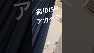 猫/DISH アカペラ