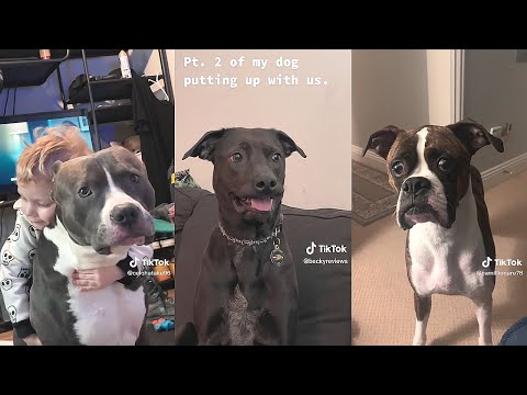 Do You Have a Smart Dog That Does Stupid Things?