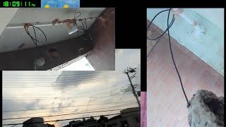 【ツバメさんSwallow】20230730電線空配信´・ω・｀)Wild birds