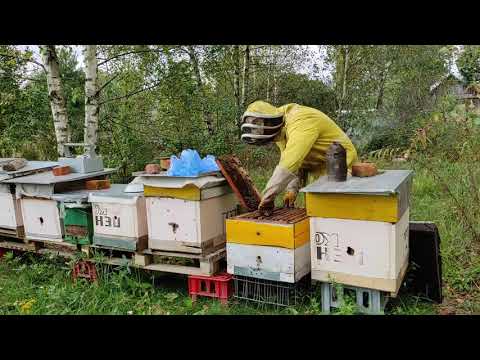 Пчеловодство.Проверка запасов кормов у пчел после закормки сиропом в зиму.Подготовка гнезд к зимовке