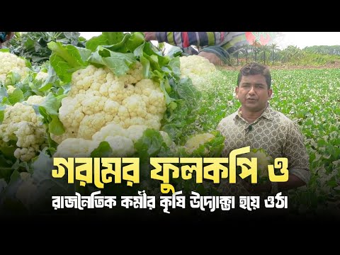 গরমের ফুলকপি ও রাজনৈতিক কর্মীর কৃষি উদ্যোক্তা হয়ে ওঠা