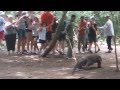 Komodo Dragon Attacks Tourists