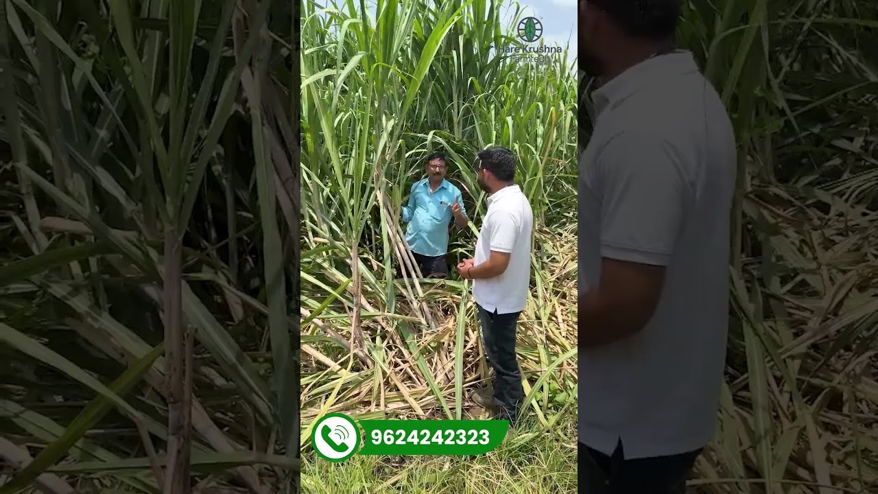 Panchtatva Mix Khol & Mycorrhiza Cover